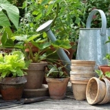 Koje povrće se može presaditi u lonac za zimu i nastaviti sa berbom